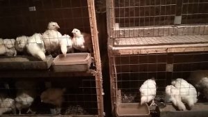 вывод перепелов 29 ноября