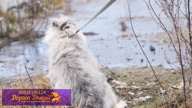 Дорога домой: Екатерина Копаткина и ласковая тихоша смотреть онлайн