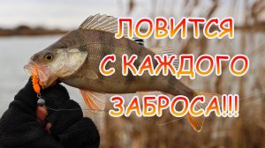 РАЗДАЧА окуня зимой на микроджиг 💪 Ловится с каждого заброса 👍👍👍