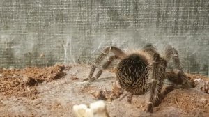 Ужин паука птицееда lasiodora parahybana