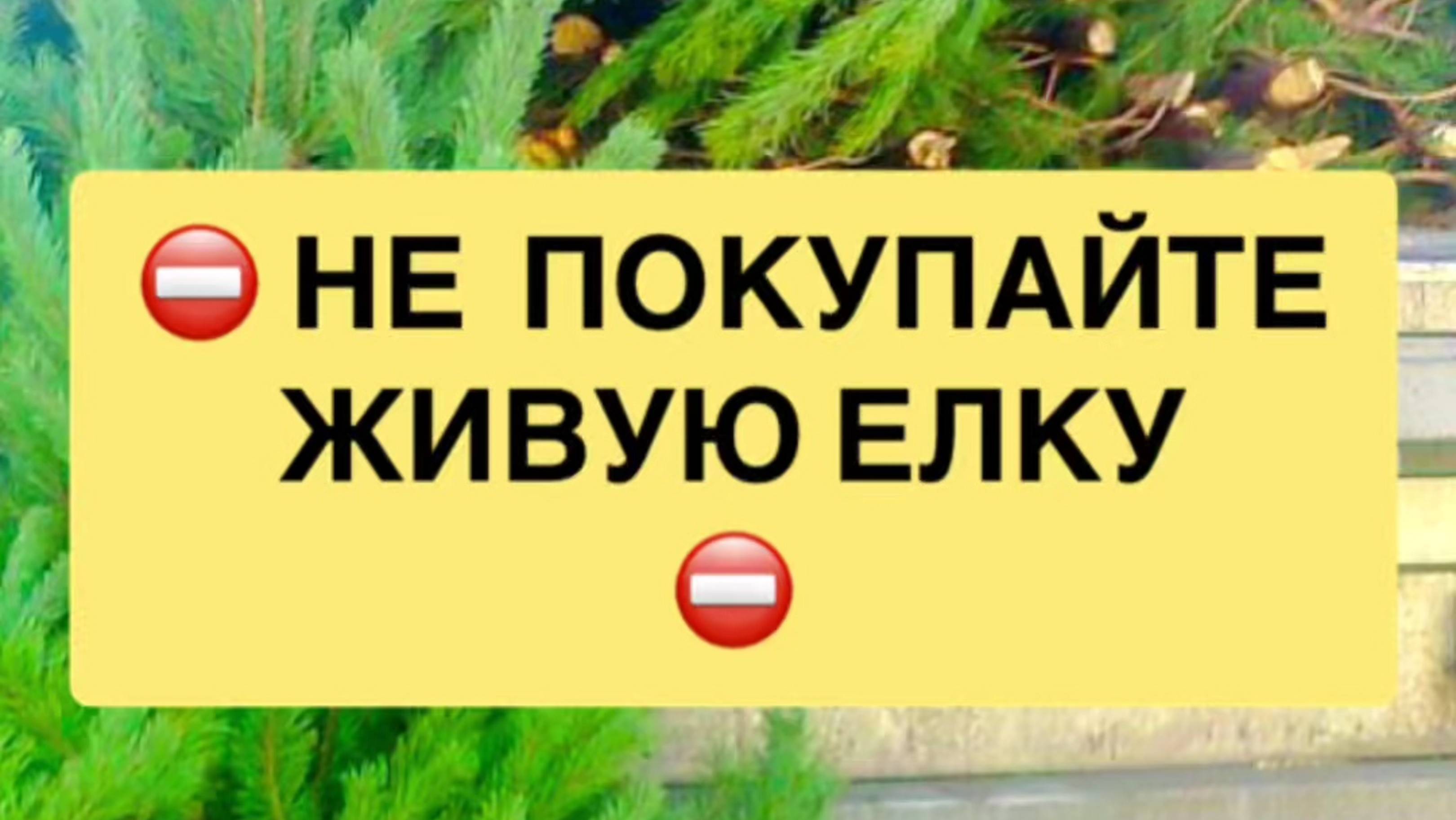🎄 Почему я уже 15 лет не покупаю живую ёлку на Новый год — и не собираюсь это менять