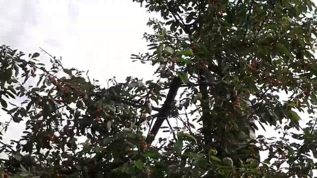 Четыре основных способа сбора черешни.