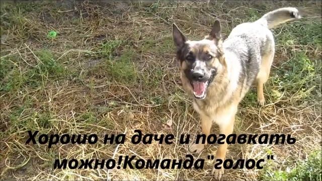 Ветта.Голос..wmv