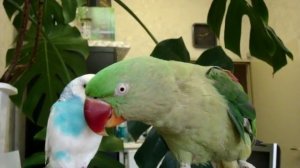 Говорящий попугай Ромася.MPG