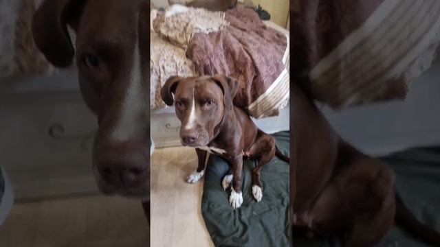 Анхель Прям требует печенье 🤣🤦♀️🤎 смотреть онлайн