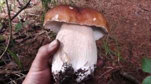 ГРИБНОЕ ЛЕТО 23 ГОДА