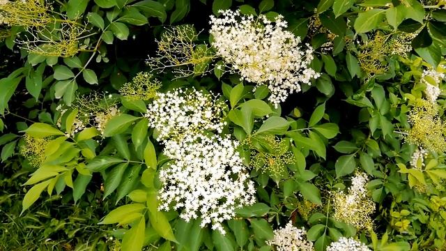 С Днем Святого Духа! Желаю благополучия, добра и счастья! Красивое поздравление С Днем Святого Духа