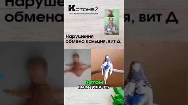 Как предотвратить болезни птенцов