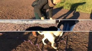 Дрессировка двух собак