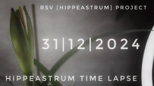 Hippeastrum Time Lapse | 31/12/2024
