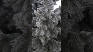 YouCut_20241231_162640621.mp4