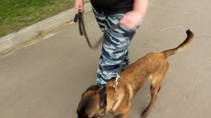 Как научить щенка не тянуть поводок