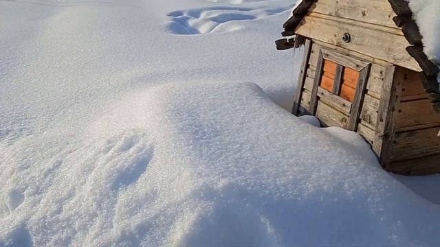 Зима, лес и собаки.. Что еще человеку надо для хорошего настроения... смотреть онлайн