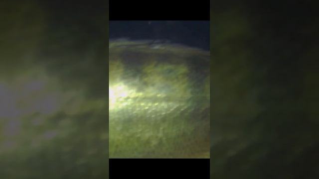 Огромный СУДАК под Корягой! Бердь 08.01.24 #судакнавибы #судакзимой #судак смотреть онлайн