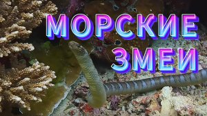 ПОДВОДНЫЙ МИР  / Морские змеи