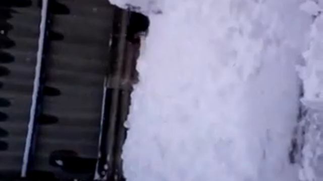 собака делает акробатические этюды смотреть онлайн