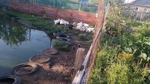 #shorts Утки Агидель , как кормить уток .