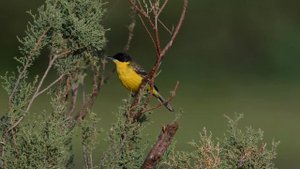 Черноголовая трясогузка 2.