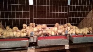 Маленькая ферма