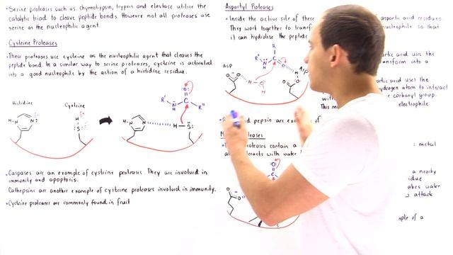 Cysteine, Apsratyl and Metalloproteases смотреть онлайн