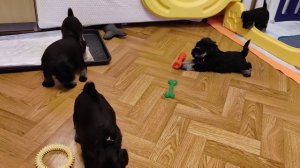 Щенки цвергшнауцера. 5 недель. 2024.