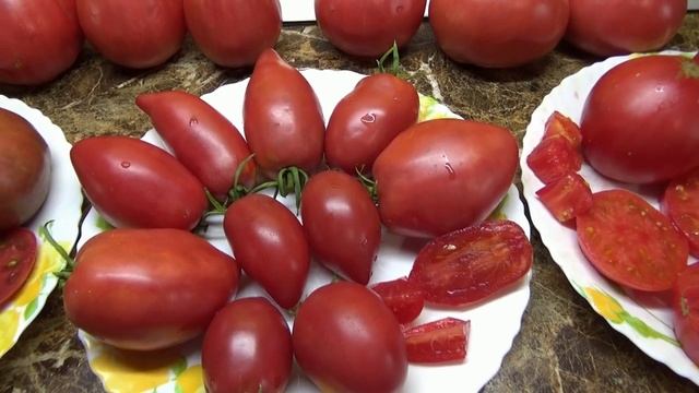 Томат Итальянский Вагнера - изысканная форма плода, традиционный вкус. Обзор сорта и дегустация.