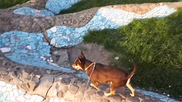 Dog on the grass / Собака на траве смотреть онлайн