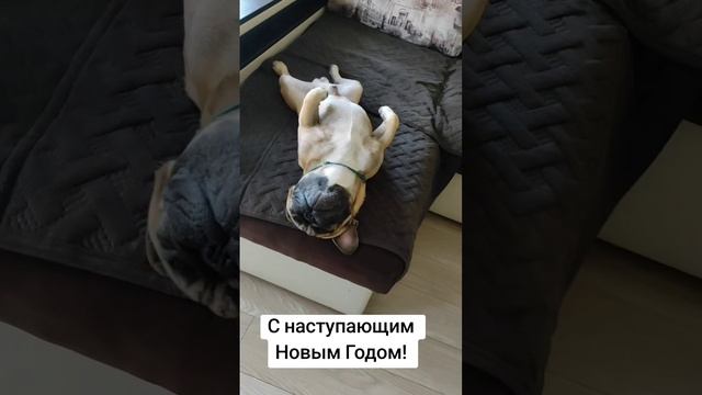 С наступающим новым годом!