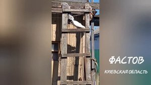 Пермские голуби реально летают световой день.Гривуны сила.