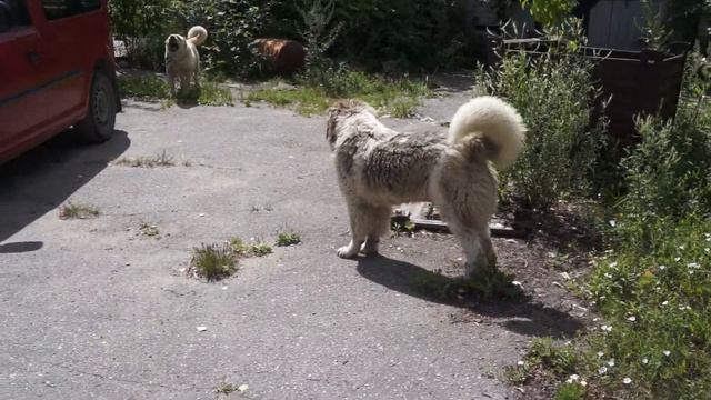 КОБЕЛЬ ОТ УЛЬНАРЫ смотреть онлайн