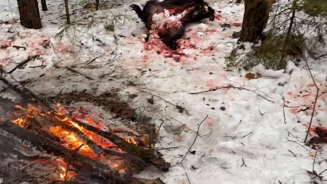 Охота на копытных. Оттепель в декабре