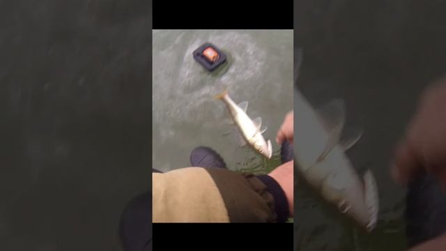 Подход и Поклëвка! Судаки любят этот виб! Бердь 25.11.23 #судакнавибы #судак #судакзимой смотреть онлайн