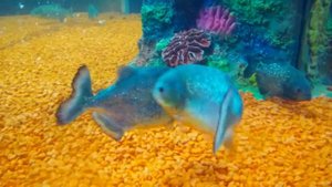 Океанариум в Джубге