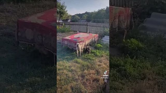 собаки#90-х#ютуб#шортс#20 липня 2023 р. смотреть онлайн