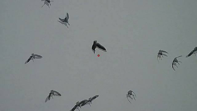 Лучшие налеты часть 1 - Охота на гуся 2021 смотреть онлайн