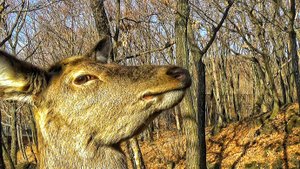 ПРИМОРСКИЙ САФАРИ ПАРК. Животные Приморской Уссурийской тайги в естественной среде обитания.