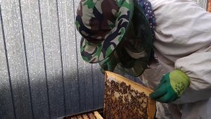 Проверяем поздних маток .