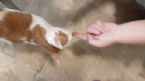 Кошки едят сгущёнку