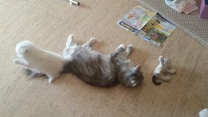 Кошка мейн-кун и щенок