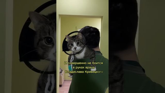 кузя идет на операцию