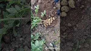 Купили картошку на посадку на Озоне. что же там наросло за 2 меяца