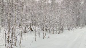 Новогоднее поздравление 2025. Канадский волк-гибрид.