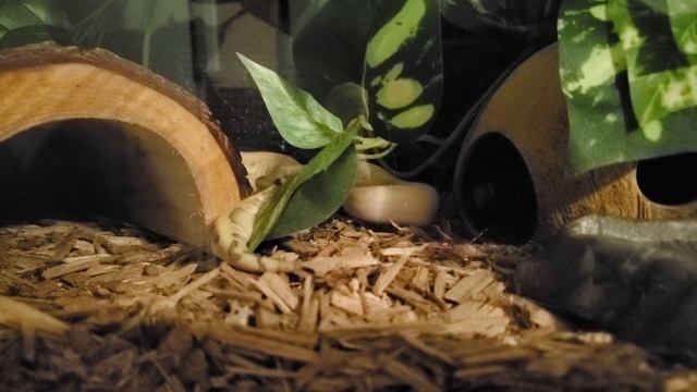 Caesar - Mimosa ball python
