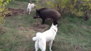 Пара ЗСЛ Тай + Чая притравка по кабану