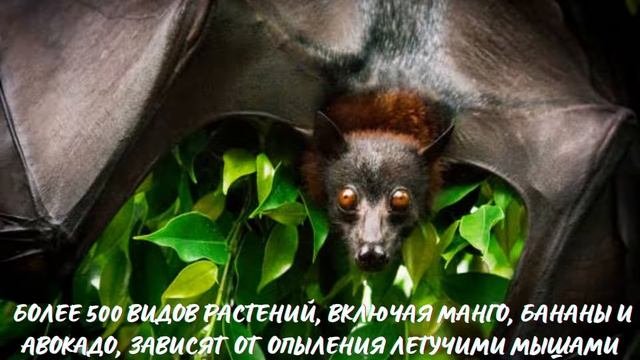 Летучая Мышь. Интересно знать #летучаямышь