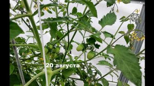 Август часть 2