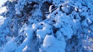 VID-20241231-WA0017.mp4
