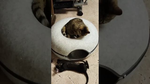 Kitty