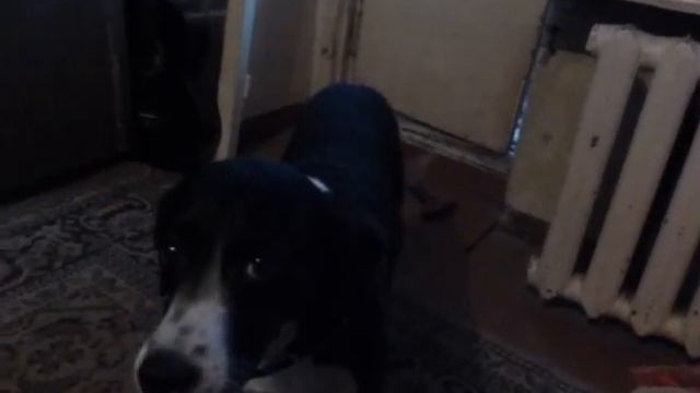 сабака только за вдв смотреть онлайн