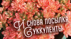 Растение-мечта уже у меня!